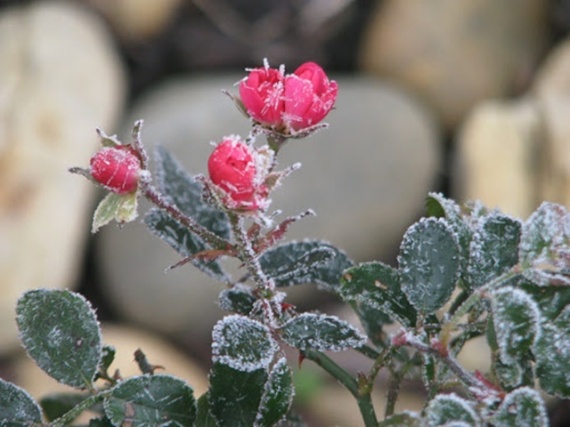 téli rózsatő